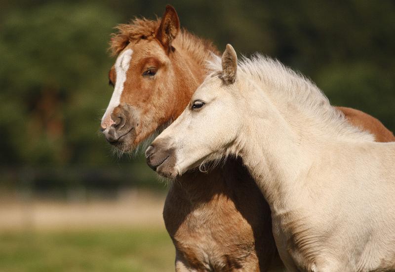 Gabriel und Myrdal 1.jpg